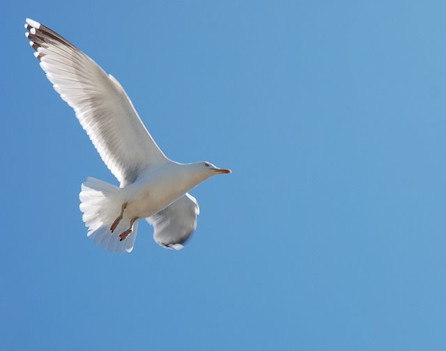 mouette